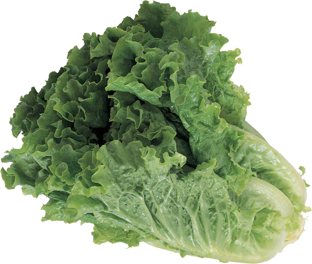 lechuga
